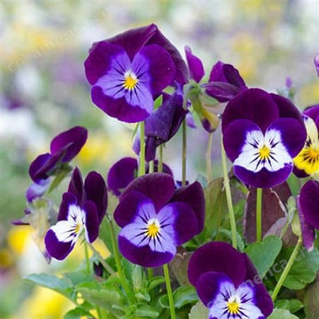 泳泽花卉 三色堇小苗 紫色花系 公园耐寒绿植 花坛种植