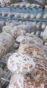 桑辉农惠 桑枝香菇 产地直供 独立包装 常年供应 快捷发货